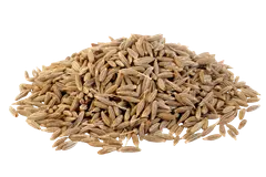JINTEN