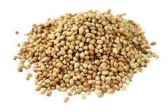 KETUMBAR